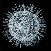 Proteus