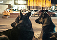 Space Dogs