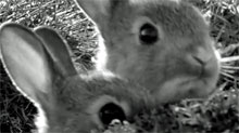 Rabbit a Berlin Trailer